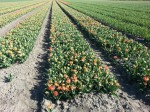 [Monte orange Northeast area may 1st.jpg]